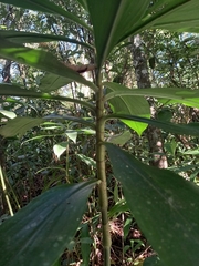 Dichorisandra paranaensis