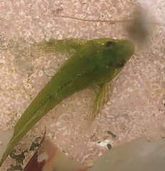 Oligocottus