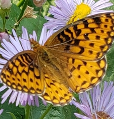 Speyeria hesperis