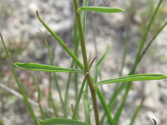 Linum ucranicum