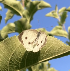 Pieris