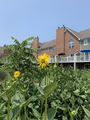 Silphium perfoliatum