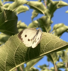 Pieris
