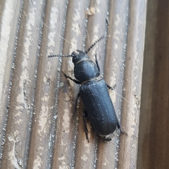 Spondylis buprestoides