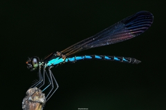 Calocypha laidlawi