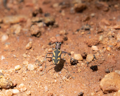 Cicindela calligramma
