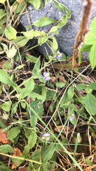 Veronica officinalis