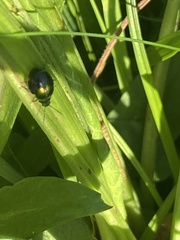 Gastrophysa viridula