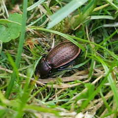Carabus arvensis