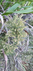 Erica racemosa