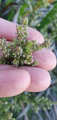 Erica racemosa