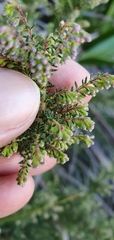 Erica racemosa