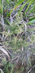 Erica racemosa