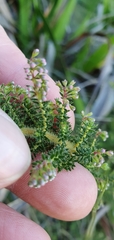 Erica racemosa