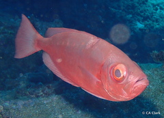 Priacanthus meeki