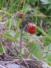 Fragaria nipponica