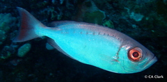Priacanthus meeki
