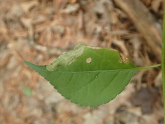 Sumitrosis rosea
