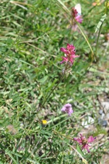 Onobrychis montana