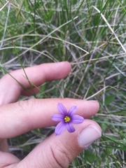 Sisyrinchium idahoense