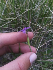 Sisyrinchium idahoense