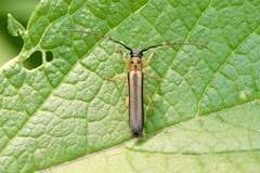 Oberea tripunctata