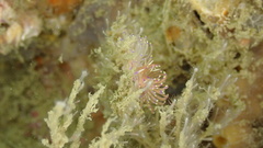 Unidentia aliciae