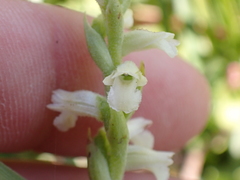 Spiranthes aestivalis
