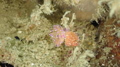 Unidentia aliciae