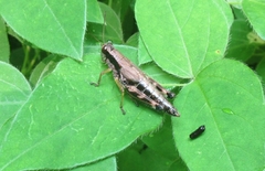 Melanoplus viridipes