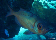 Priacanthus meeki
