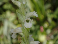 Spiranthes aestivalis