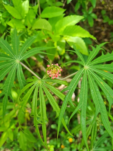 Image of Jatropha multifida by (c) Anthony Batista, some rights reserved (CC BY)