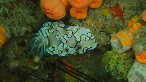 Black-margined Nudibranch — seen at this dive site