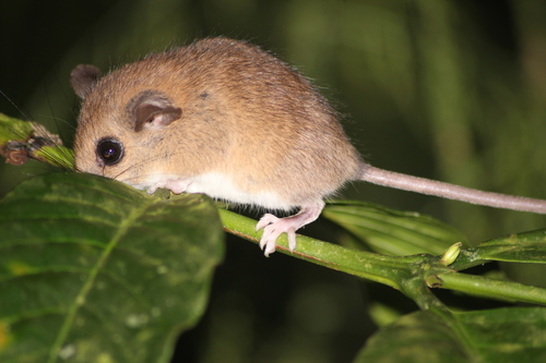 Indomalayan Pencil-tailed Tree Mouse