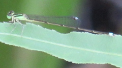 Ischnura prognata