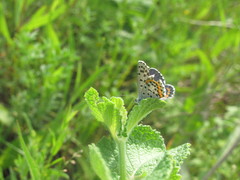 Pseudophilotes bavius