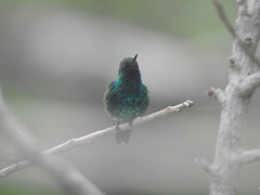 Chlorostilbon gibsoni