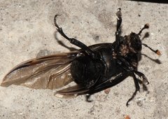 Nicrophorus concolor