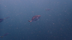 Caranx sexfasciatus