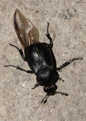 Nicrophorus concolor