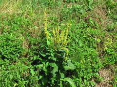 Verbascum chaixii