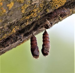 Lymantria dispar dispar