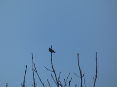 Curruca communis