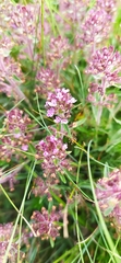 Thymus dzevanovskyi