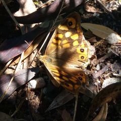 Pararge aegeria aegeria