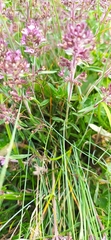 Thymus dzevanovskyi