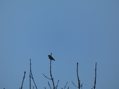 Curruca communis
