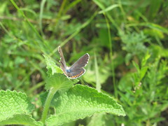 Pseudophilotes bavius