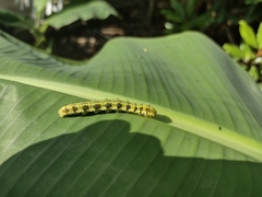 Phoebis philea